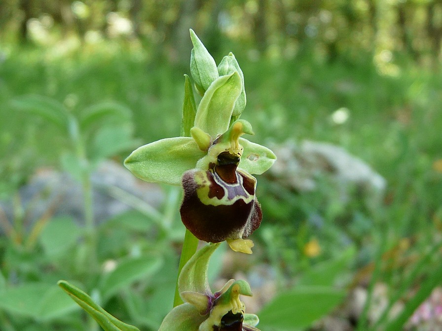 Variabilita'' di Ophrys holosericea (=O. fuciflora)....